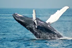 Garden Route Uncovered - 4 Nights