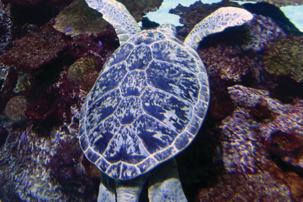 Sea Turtle at Shark Reef Aquarium & Undersea Explorer VR Experience LV