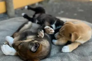 Half day Yukon Tour & Summer Sled Dogs