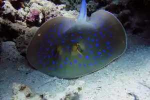 SEA LIFE Weymouth