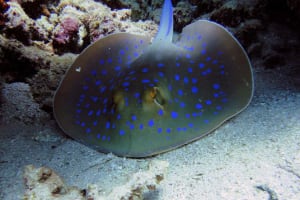 SEA LIFE Weymouth