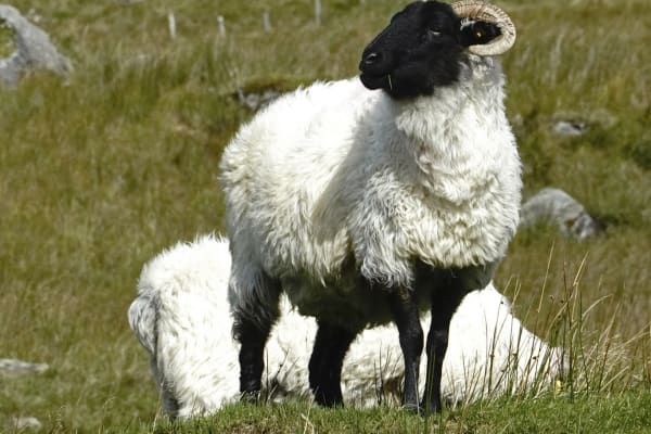 You're guaranteed to spot at least few hundred sheep in Connemara, regardless of weather or time of year. They're so cute they will make you want to come baaaaaaack...
