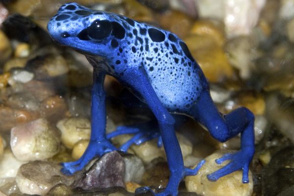 Blue poison-dart frog at the Rainforest Adventure Zoo
