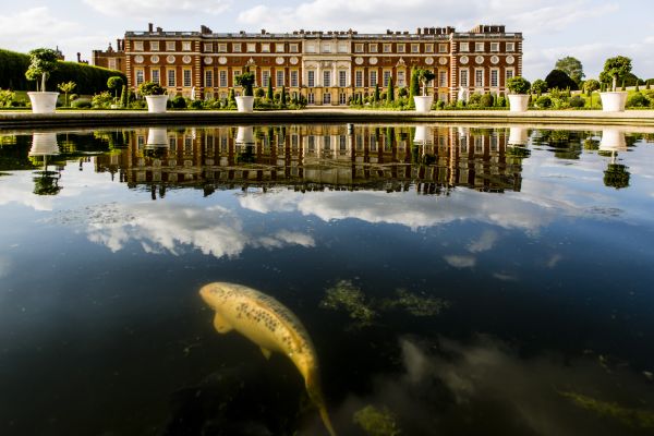 Hampton Court Palace Privy Garden Fish in Pond