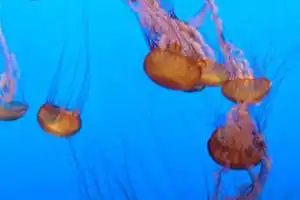 Aquarium of the Bay