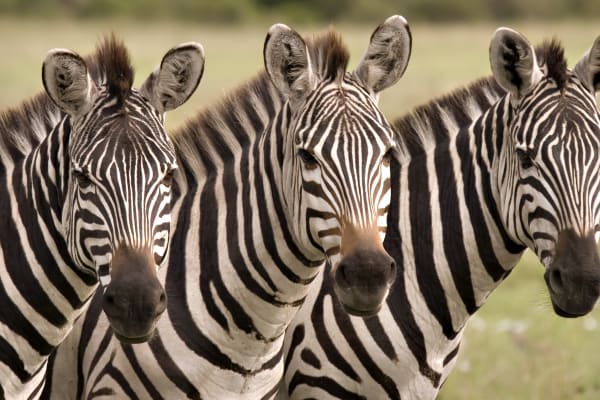 Zebras are just some of the amazing creatures you get to learn about