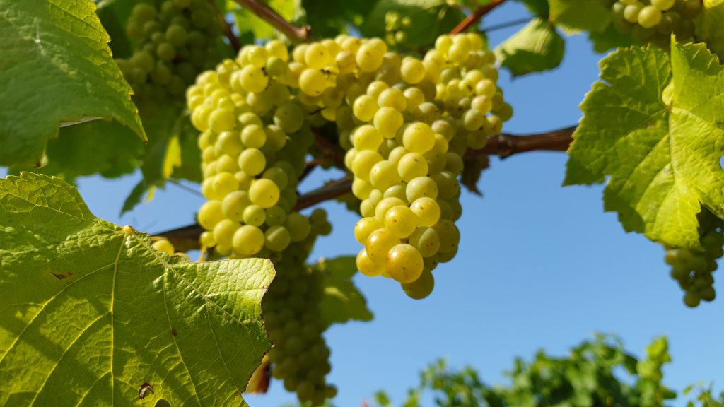 English Wine Tours – Image 4 | WeShare