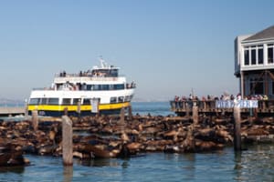 Passing the Sealions