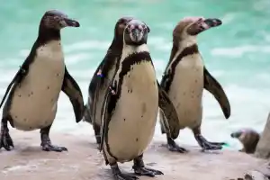 London Zoo