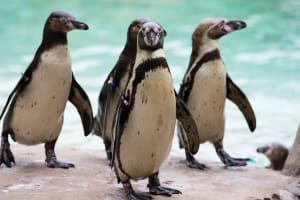 London Zoo