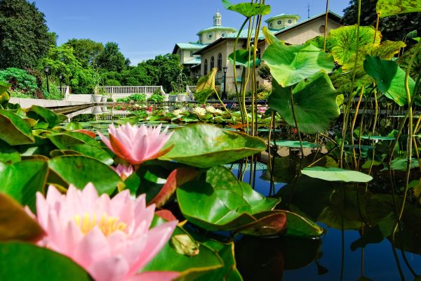 Brooklyn Botanical Garden - Lily Pool