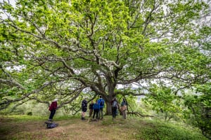 Rewilding Walk Trees for Life