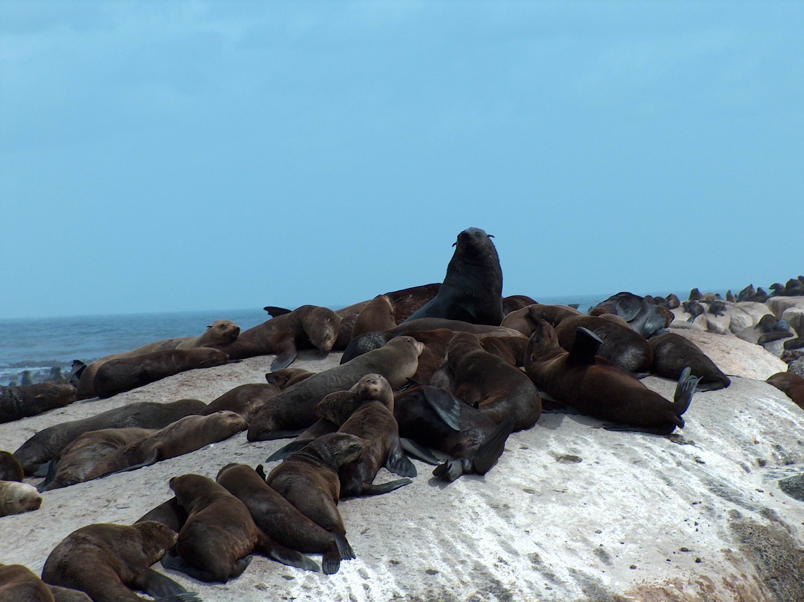 More Cape Fur Seals