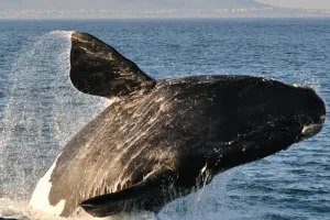 Whale and Hermanus Tour