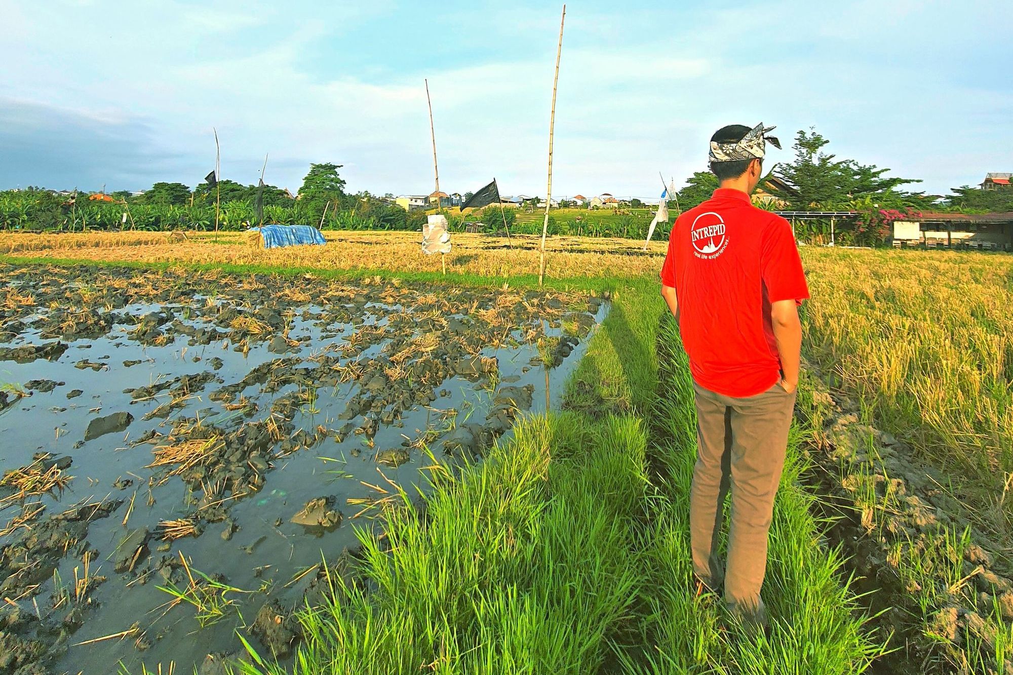 Bali's Hidden Rice Terraces Trek Experience