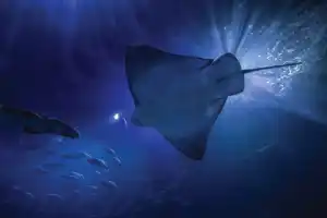 Aquarium of the Bay