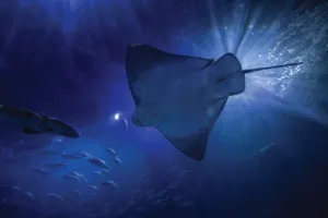 Aquarium of the Bay