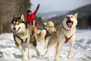 Dogsledding - Diable Adventure