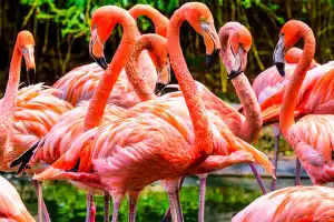 Flamingo Gardens