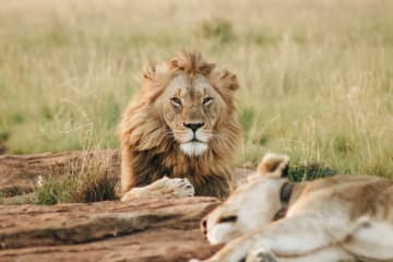 Celebrate World Lion Day and support your local safaris on 10 August