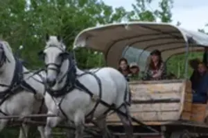 Draft Horse Drawn Covered Wagon