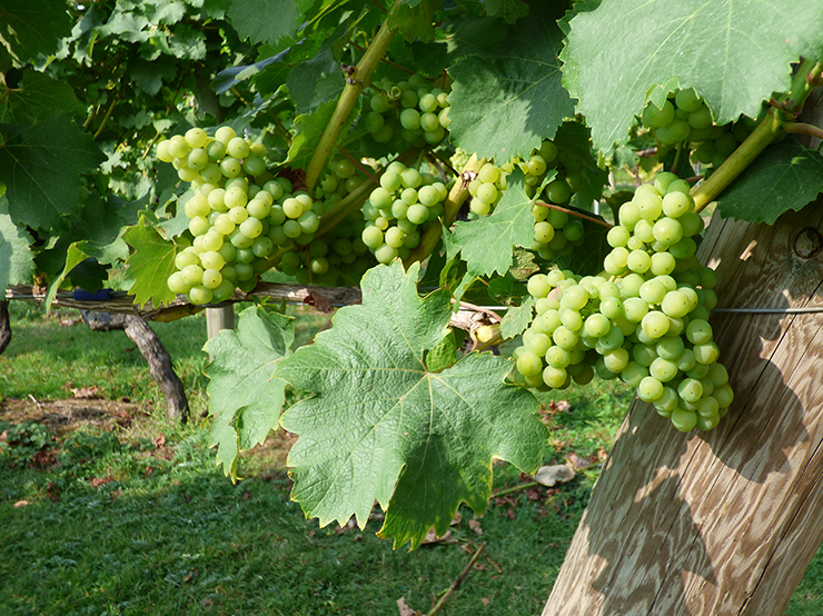 English Wine Tours – Image 2 | WeShare