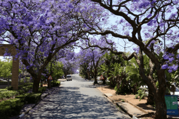 Painting Joburg's green suburbs purple: the best spots to view the jacarandas