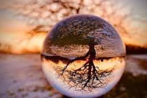 tree upside