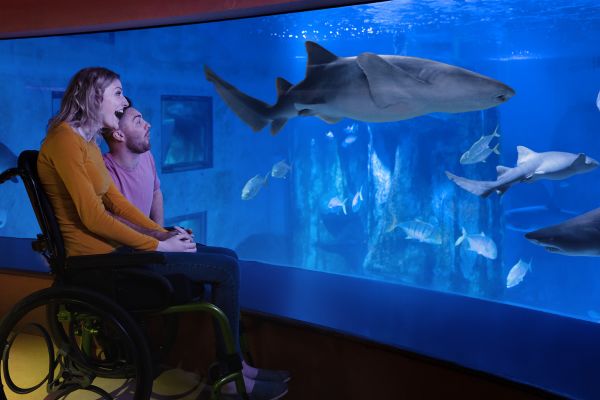 A man and woman are viewing the sharks