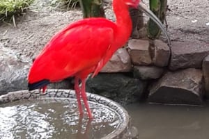 Scarlet Ibis