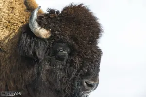 Visite du cheptel des bisons et combos