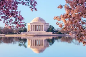 DC Cherry Blossoms Bus Tour