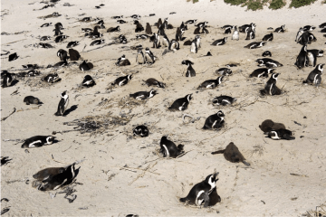 Want to go to Cape Point? Hop on the Cape Explorer!