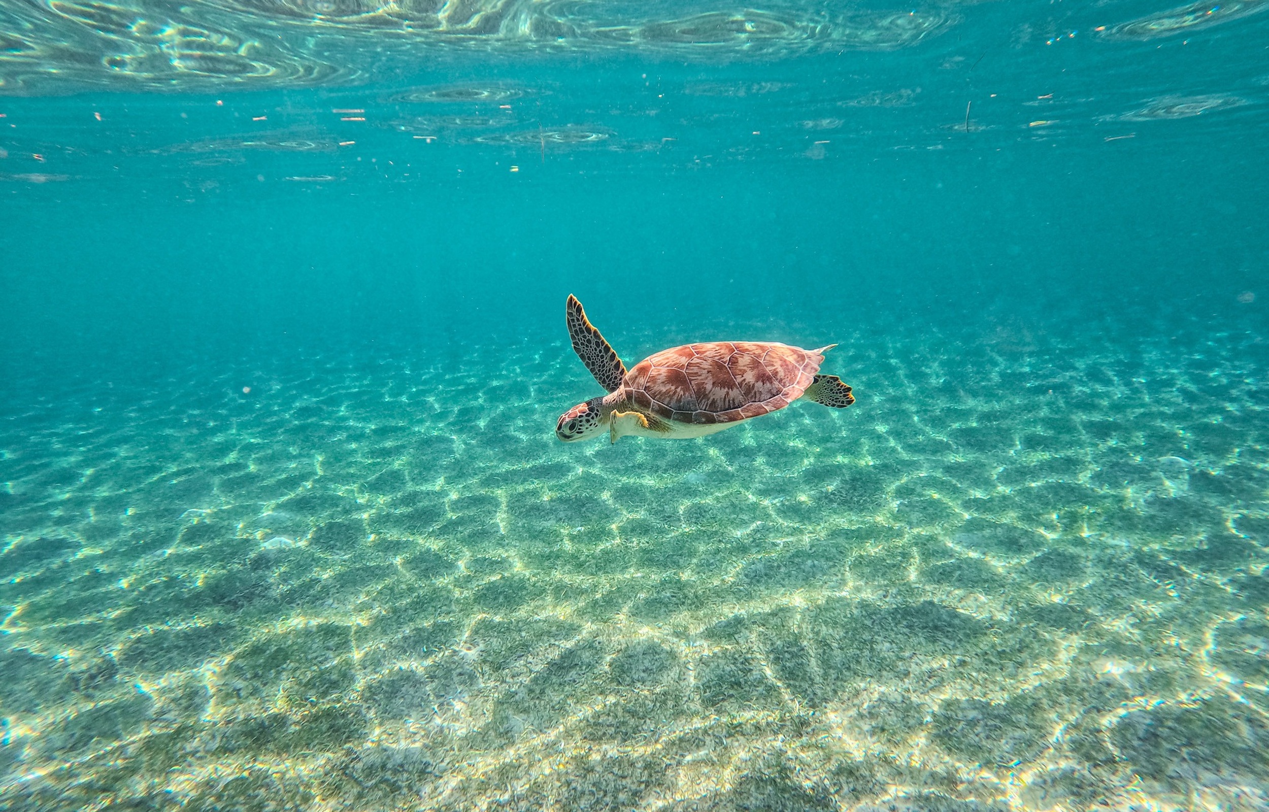Akumal Turtles Swim Tour