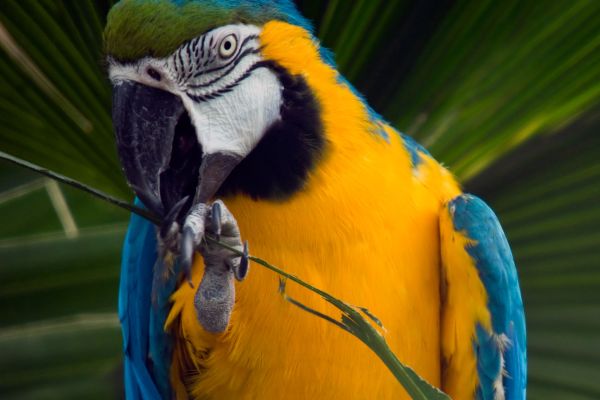 A parrot at the Rainforest Adventure Zoo