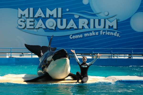 Orca Whale at Miami Seaquarium 2