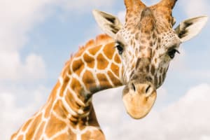 WF Giraffe