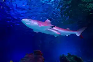 SEA LIFE Loch Lomond