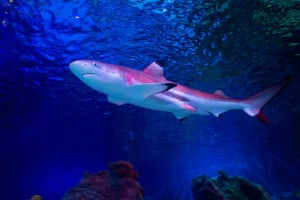 SEA LIFE Loch Lomond