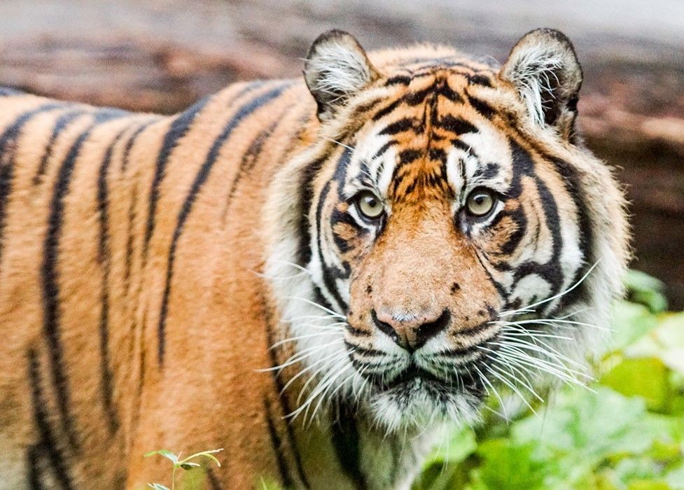 London Zoo – Image 3 | WeShare