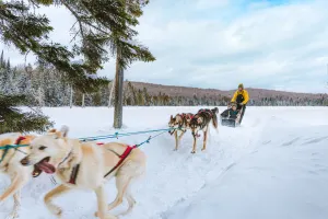 Traineau à Chiens - Hautes-Laurentides