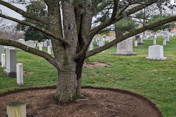 A Tree on the Washington D.C.: Arlington National Cemetery Walking Tour
