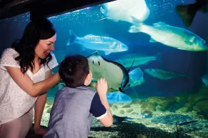 SEA LIFE London Aquarium