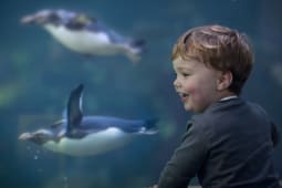 Recommendation: Visit the Two Oceans Aquarium, home to over 3000 marine creatures