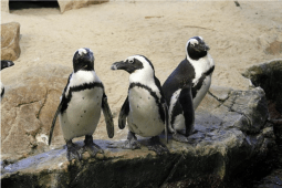 Recommendation: Northern Rockhopper Penguins