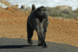 Recommendation: Fauna, flora and memorable moments