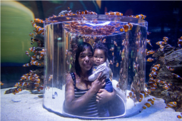 Recommendation: Get lost in a magical underwater world at the Two Oceans Aquarium