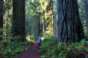 Muir Woods Redwood Forest and Sausalito Morning Tour with Park Admission