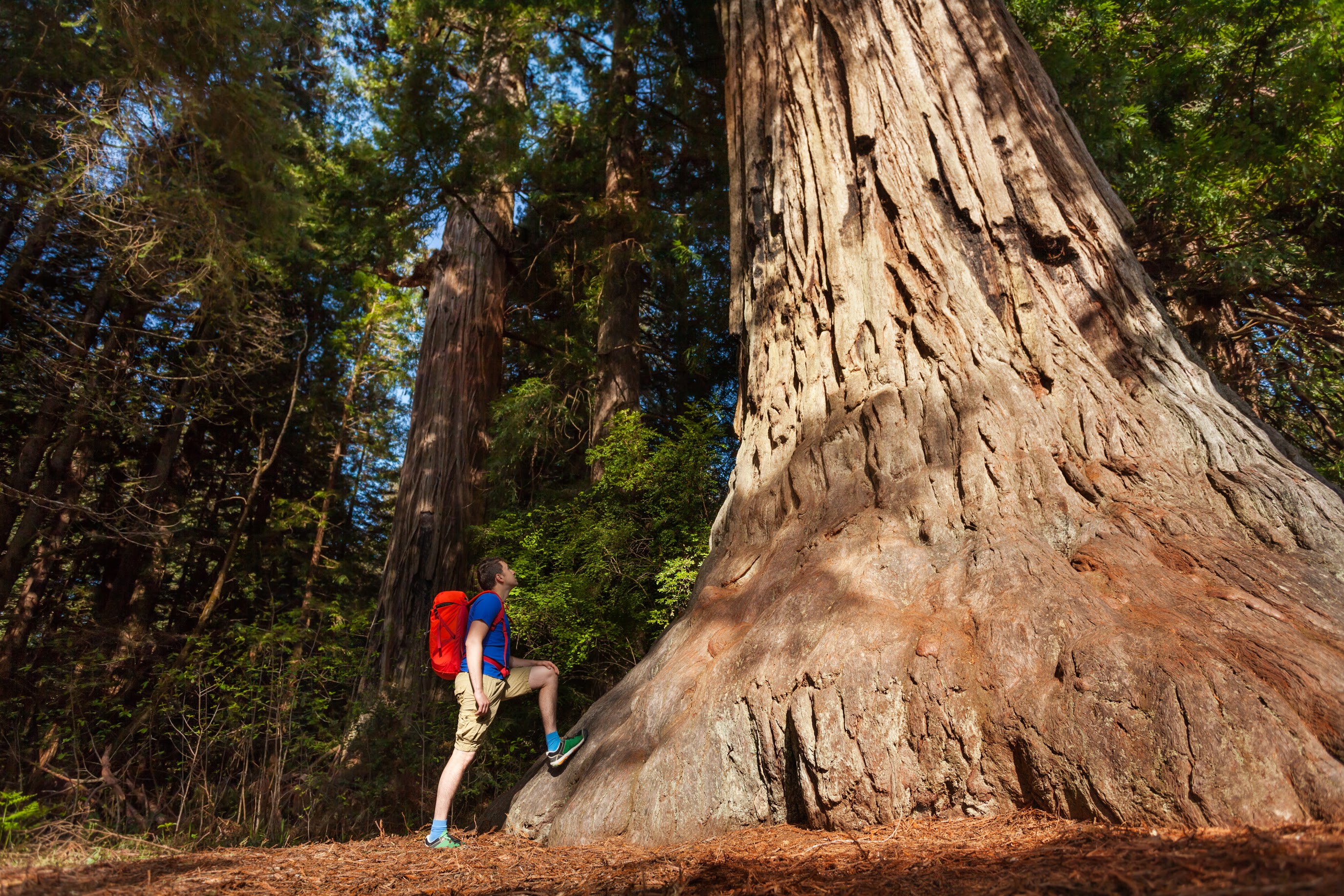 Yosemite National Park Day Trip with Pick- up
 - Accommodations in San Francisco