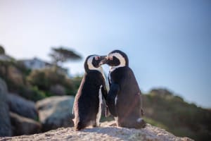 Penguin beach